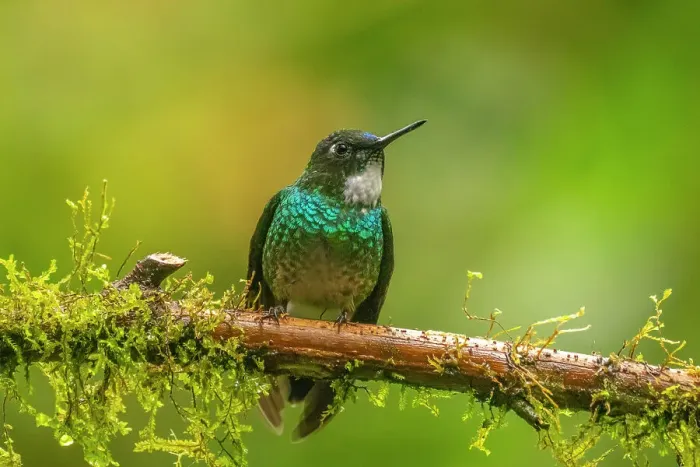 Framed Print : Ecuador, Guango. Tourmaline sunangel hummingbird close-up Framed Print : Ecuador, Guango. Tourmaline sunangel hummingbird close-up