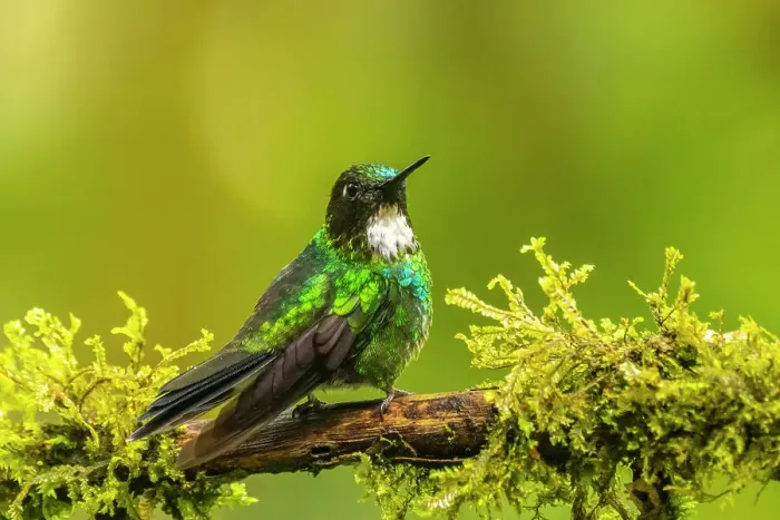 Framed Print : Ecuador, Guango. Tourmaline sunangel hummingbird close-up Framed Print : Ecuador, Guango. Tourmaline sunangel hummingbird close-up