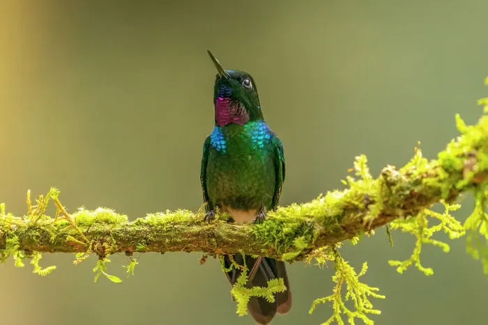 Framed Print : Ecuador, Guango. Tourmaline sunangel hummingbird close-up Framed Print : Ecuador, Guango. Tourmaline sunangel hummingbird close-up