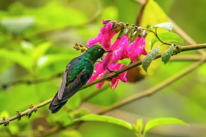 Framed Print : Ecuador, Guango. Tourmaline sunangel hummingbird feeding on flowers Framed Print : Ecuador, Guango. Tourmaline sunangel hummingbird feeding on flowers
