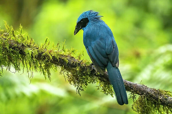 Ecuador, Guango. Turquoise jay on limb