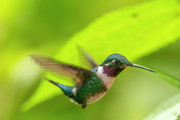 Framed Print : Ecuador, Guango. White-bellied woodstar hummingbird in flight Framed Print : Ecuador, Guango. White-bellied woodstar hummingbird in flight