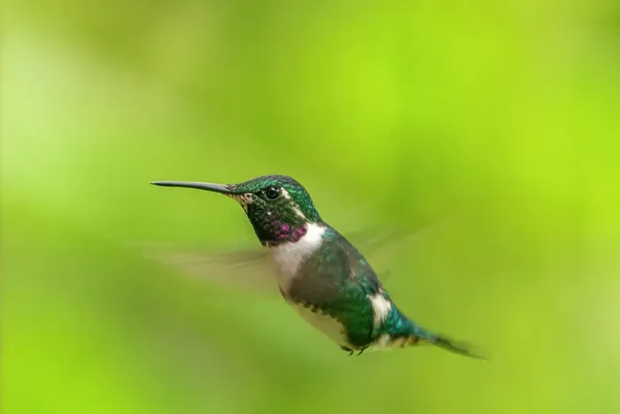 Framed Print : Ecuador, Guango. White-bellied woodstar hummingbird in flight Framed Print : Ecuador, Guango. White-bellied woodstar hummingbird in flight