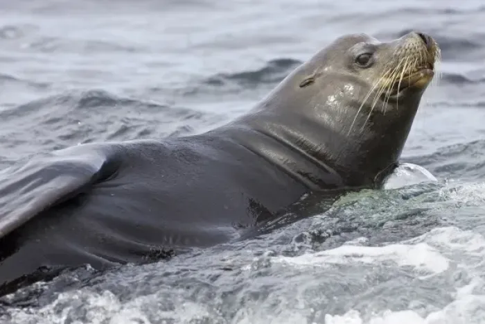 Framed Print : Ecuador. A male Galapagos Sea Lion, also known as beachmaster, surveys his harem Framed Print : Ecuador. A male Galapagos Sea Lion, also known as beachmaster, surveys his harem