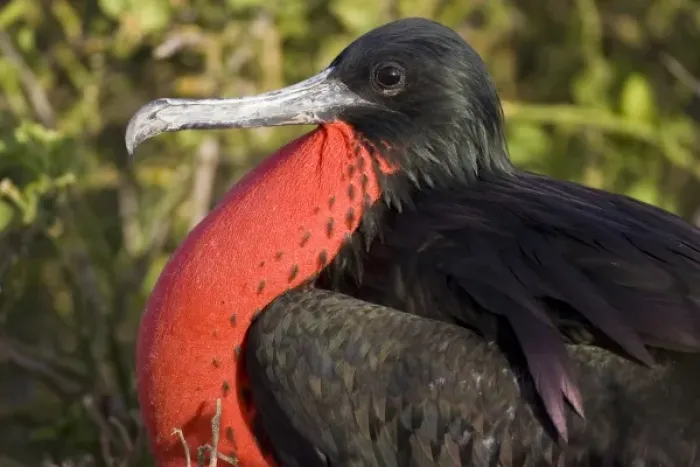Framed Print : Ecuador. A male Magnificent Frigatebird inflates his gular pouch to attract females Framed Print : Ecuador. A male Magnificent Frigatebird inflates his gular pouch to attract females