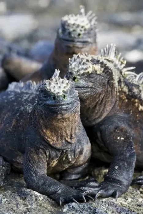 Framed Print : Ecuador. Marine Iguanas saoaking up the sun in the Galapagos islands