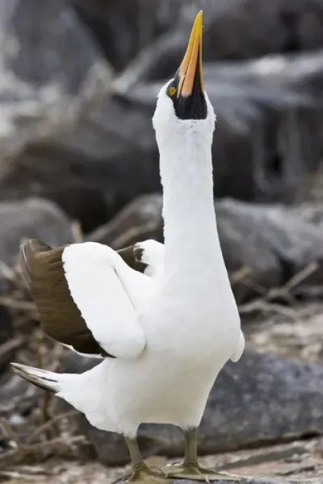 Framed Print : Ecuador. A Nazca Booby displays on Espaniola Island in the Galapagos Framed Print : Ecuador. A Nazca Booby displays on Espaniola Island in the Galapagos