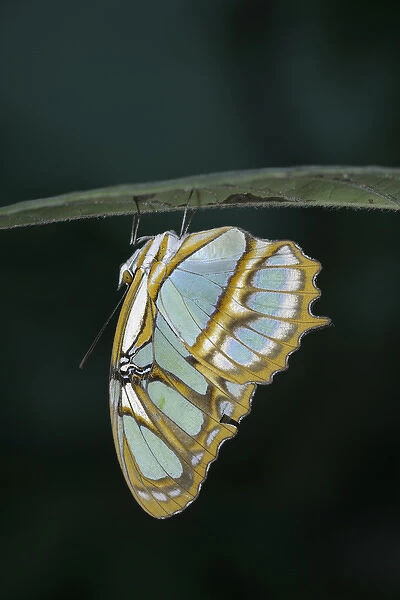 Ecuador, Orellana, Napo River. Butterfly at the La Selva Jungle Lodge butterfly farm