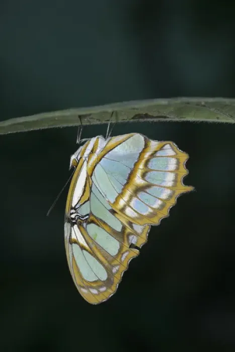 Framed Print : Ecuador, Orellana, Napo River. Butterfly at the La Selva Jungle Lodge butterfly farm