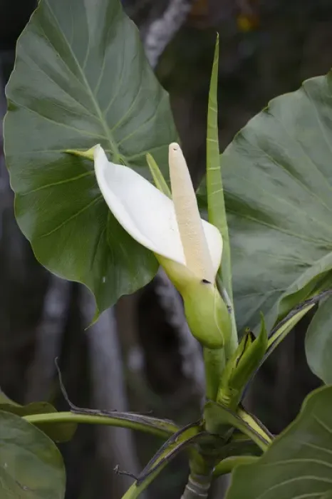 Framed Print : Ecuador, Orellana, Napo River. Calla lily, La Selva Amazon Ecolodge Framed Print : Ecuador, Orellana, Napo River. Calla lily, La Selva Amazon Ecolodge