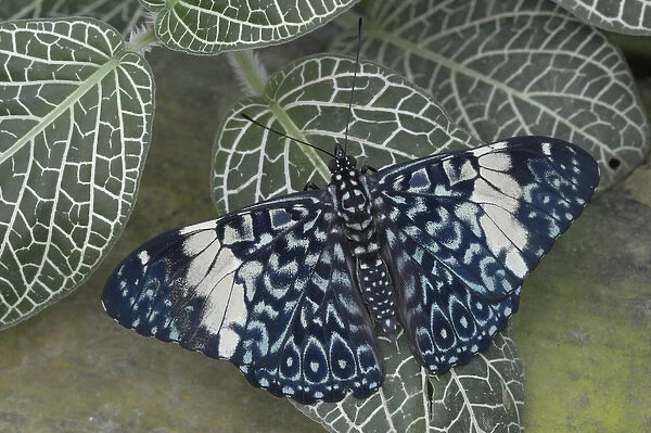 Ecuador, Orellana, Napo River. Hamadryas amphinome butterfly at the La Selva Jungle Lodge