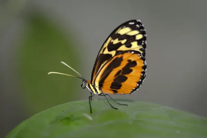 Framed Print : Ecuador, Orellana, Napo River. Heliconius Butterfly