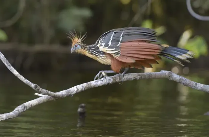 Framed Print : Ecuador, Orellana, Napo River. Hoatzin (Opisthocomus hoazin) on a branch over Lake Garzacocha