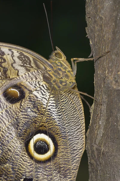 Ecuador, Orellana, Napo River. Owl butterfly (Caligo idomeneus) in the Amazon rainforest