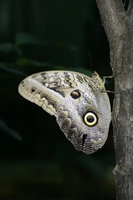 Framed Print : Ecuador, Orellana, Napo River. Owl butterfly (Caligo idomeneus) at the La Selva Jungle Framed Print : Ecuador, Orellana, Napo River. Owl butterfly (Caligo idomeneus) at the La Selva Jungle
