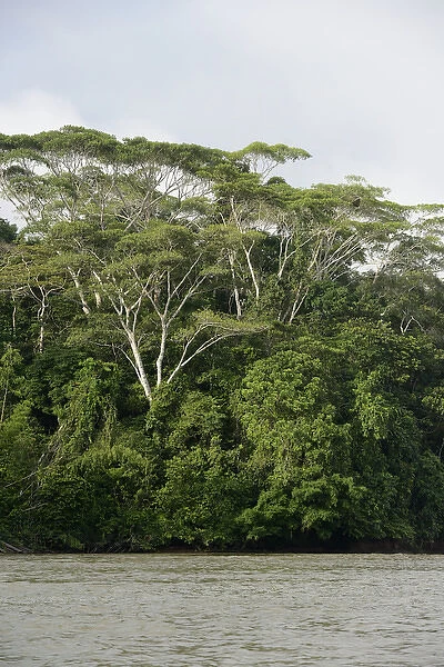 Ecuador, Orellana, Napo River. Tall jungle trees on the Rio Napo
