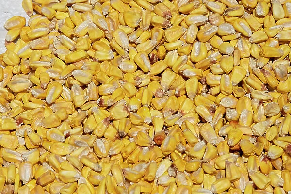 Ecuador, Quito, Otavalo, Farmer's Market. Dry corn