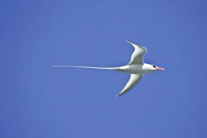 Framed Print : Ecuador. A red-billed Tropicbird in flight at Espaniola Island in the Galapagos Framed Print : Ecuador. A red-billed Tropicbird in flight at Espaniola Island in the Galapagos
