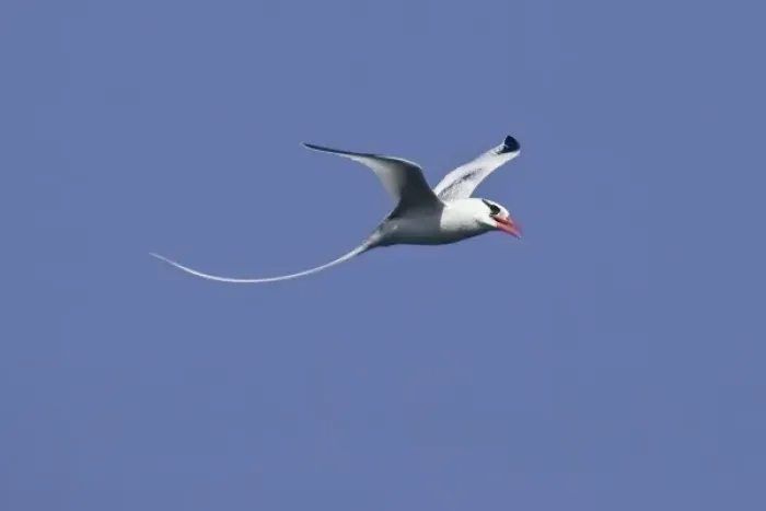 Framed Print : Ecuador. A red-billed Tropicbird in flight at Espaniola Island in the Galapagos