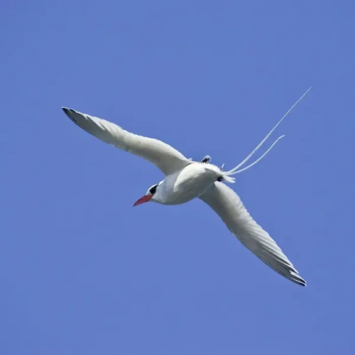 Framed Print : Ecuador. A red-billed Tropicbird in flight at Espaniola Island in the Galapagos