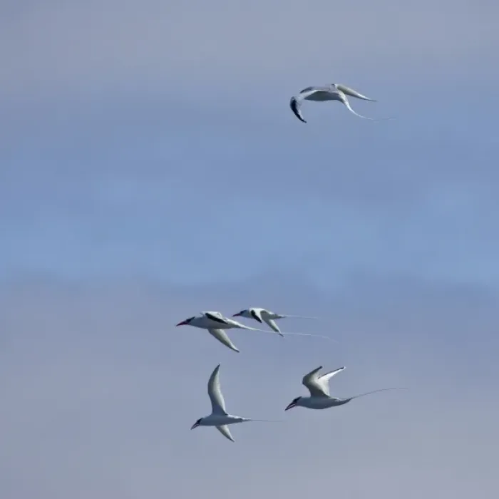Framed Print : Ecuador. Red-billed Tropicbirds in flight at Espaniola Island in the Galapagos Framed Print : Ecuador. Red-billed Tropicbirds in flight at Espaniola Island in the Galapagos
