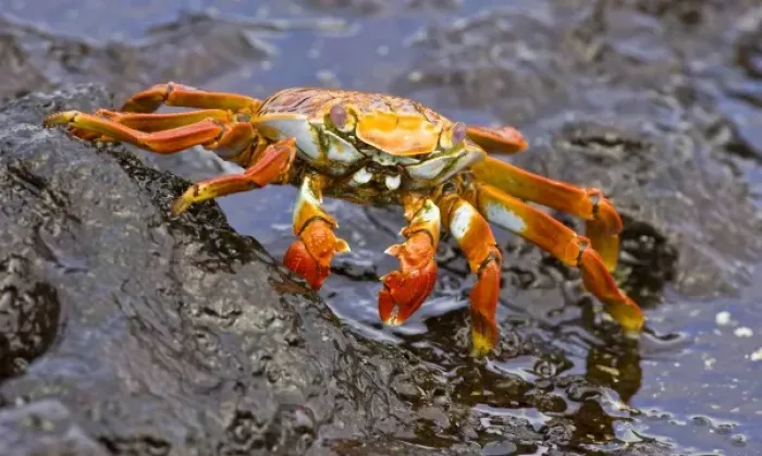 Framed Print : Ecuador. A Sally Lightfoot Crab, with its brilliantly colored carapace, is one of