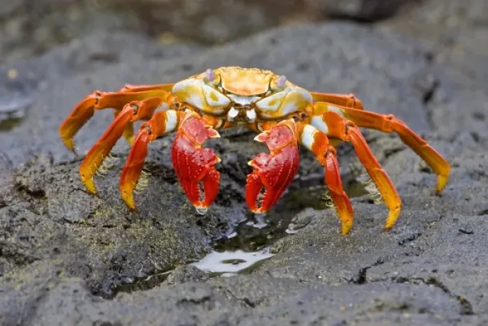 Framed Print : Ecuador. A Sally Lightfoot Crab, with its brilliantly colored carapace, is one of