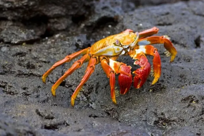 Framed Print : Ecuador. A Sally Lightfoot Crab, with its brilliantly colored carapace, is one of Framed Print : Ecuador. A Sally Lightfoot Crab, with its brilliantly colored carapace, is one of