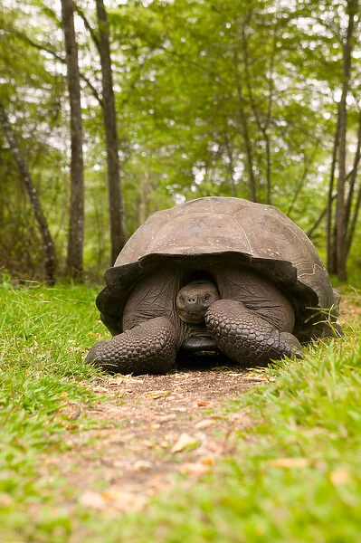 Ecuador, Santa Cruz Island, Galapagos Islands National Park, Giant Tortoise (Geochelone