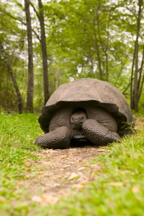 Framed Print : Ecuador, Santa Cruz Island, Galapagos Islands National Park, Giant Tortoise (Geochelone Framed Print : Ecuador, Santa Cruz Island, Galapagos Islands National Park, Giant Tortoise (Geochelone