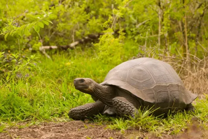 Framed Print : Ecuador, Santa Cruz Island, Galapagos Islands National Park, Giant Tortoise (Geochelone Framed Print : Ecuador, Santa Cruz Island, Galapagos Islands National Park, Giant Tortoise (Geochelone