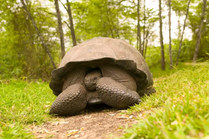 Framed Print : Ecuador, Santa Cruz Island, Galapagos Islands National Park, Giant Tortoise (Geochelone Framed Print : Ecuador, Santa Cruz Island, Galapagos Islands National Park, Giant Tortoise (Geochelone