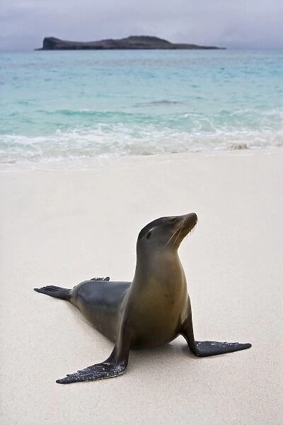 Ecuador. A sea lion poses on a beach in the Galapagos Islands