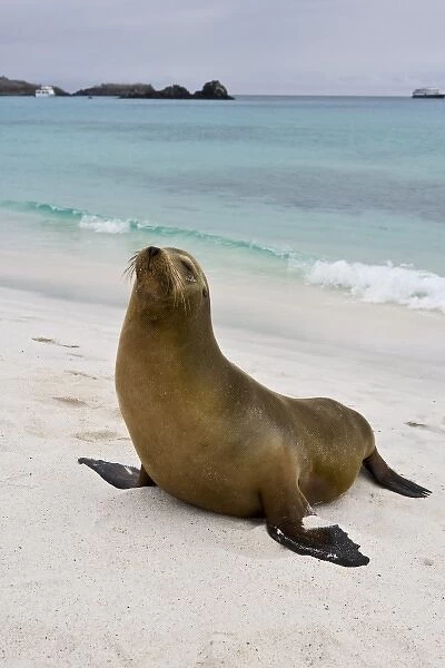 Ecuador. A sea lion poses on a beach in the Galapagos Islands