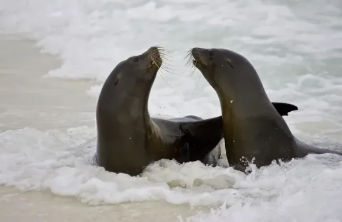 Framed Print : Ecuador. Sea lions play in the surf on a beach in the Galapagos Islands Framed Print : Ecuador. Sea lions play in the surf on a beach in the Galapagos Islands
