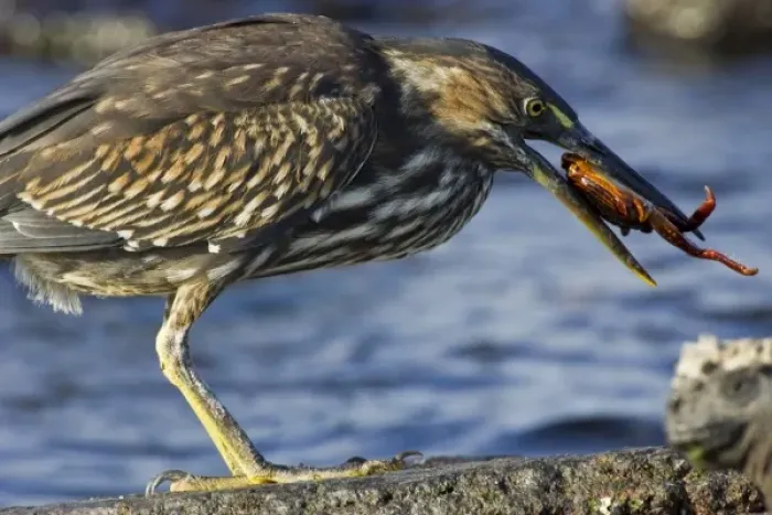 Framed Print : Ecuador. A Striated Heron eating a Sally Lightfoot Crab in the Galapagos Islands