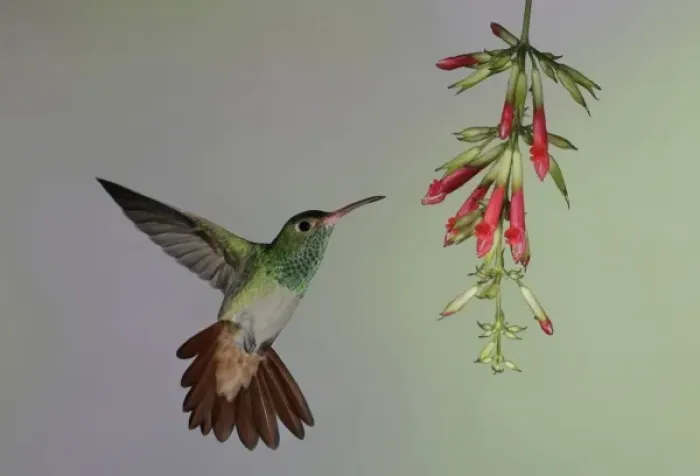 Framed Print : Ecuador, Tandayapa Bird Lodge. Rufous-tailed hummingbird flies to red flowers to feed Framed Print : Ecuador, Tandayapa Bird Lodge. Rufous-tailed hummingbird flies to red flowers to feed
