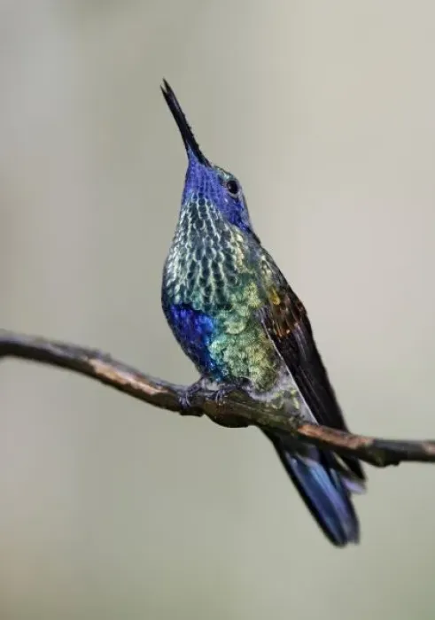 Framed Print : Ecuador, Tandayapa Bird Lodge. Sparkling violet-ear hummingbird singing in the rain