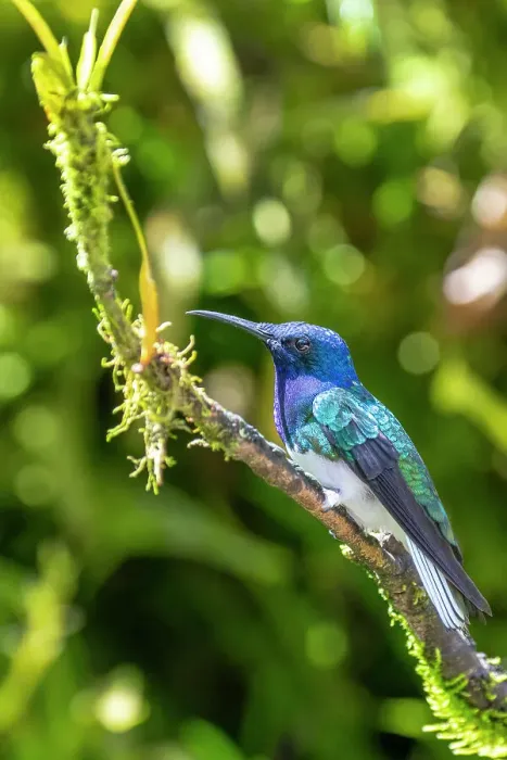 Framed Print : Ecuador, Tandayapa Valley, Alambi Reserve. White-necked Jacobin hummingbird Framed Print : Ecuador, Tandayapa Valley, Alambi Reserve. White-necked Jacobin hummingbird