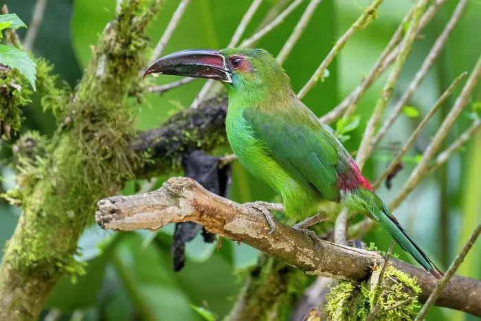 Framed Print : Ecuador, Tandayapa Valley, Alambi Reserve. Crimson-rumped toucanet, aka chestnut-billed emerald-toucanet, crimson-rumped aracari and red-rumped green-toucanet Framed Print : Ecuador, Tandayapa Valley, Alambi Reserve. Crimson-rumped toucanet, aka chestnut-billed emerald-toucanet, crimson-rumped aracari and red-rumped green-toucanet