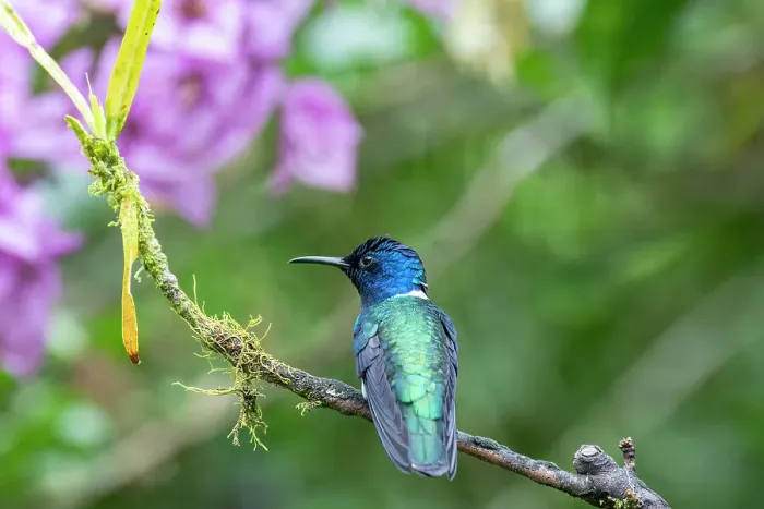Framed Print : Ecuador, Tandayapa Valley, Alambi Reserve. White-necked Jacobin hummingbird Framed Print : Ecuador, Tandayapa Valley, Alambi Reserve. White-necked Jacobin hummingbird