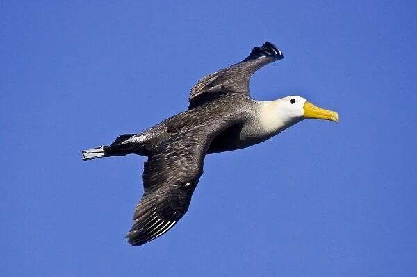 Ecuador. A Waved Albatross, a Critically Endangered. species, soars cliff-side