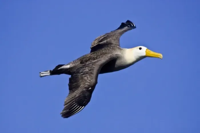 Framed Print : Ecuador. A Waved Albatross, a Critically Endangered. species, soars cliff-side Framed Print : Ecuador. A Waved Albatross, a Critically Endangered. species, soars cliff-side