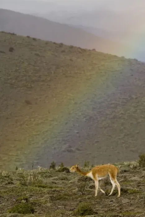 Framed Print : Ecuador, wild vicuna (Vicugna vicugna) and rainbow on Mt. Chimborazo (the highest