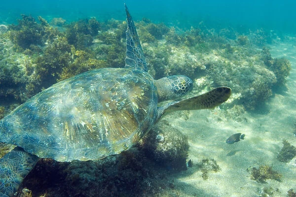 Ecuador, Wolf Island, Galapagos Islands National Park, Green Sea Turtle (Chelonia mydas)