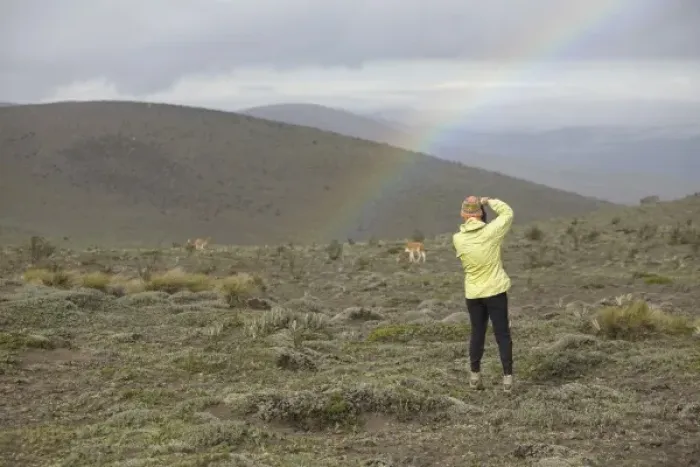 Framed Print : Ecuador, woman photographing wild vicuna (Vicugna vicugna) and rainbow on Mt. Chimborazo Framed Print : Ecuador, woman photographing wild vicuna (Vicugna vicugna) and rainbow on Mt. Chimborazo