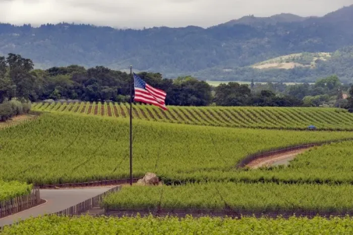 Framed Print : Edge Hill Vineyard, Rudd Vineyard. Napa Valley. Napa. Napa County, California, USA