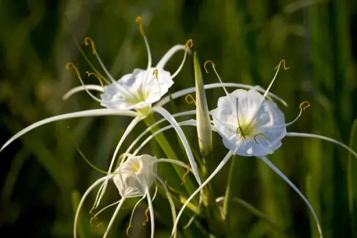Framed Print : At edge of Pond near Cuero are the Spider Lily
