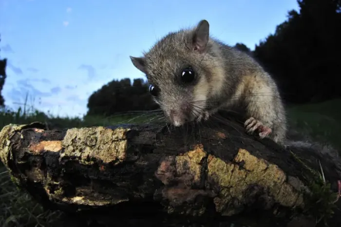 Framed Print : Edible Dormouse (Glis Glis), Switzerland