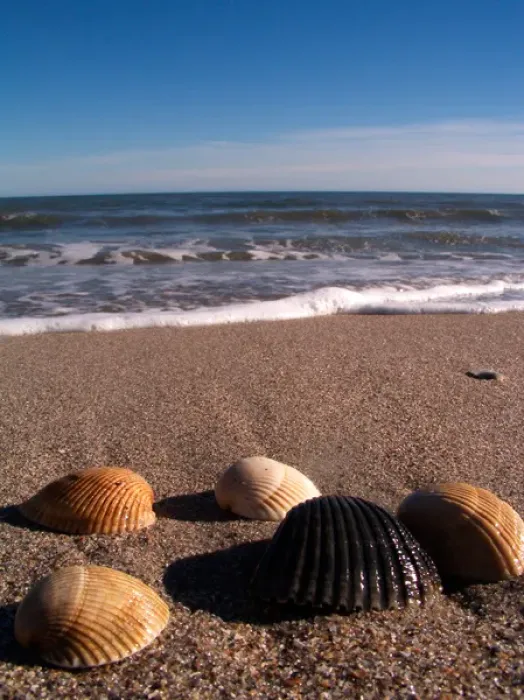 Framed Print : EDISTO BEACH STATE PARK, SOUTH CAROLINA. USA. Shells collected on Edisto Beach. Atlantic Framed Print : EDISTO BEACH STATE PARK, SOUTH CAROLINA. USA. Shells collected on Edisto Beach. Atlantic